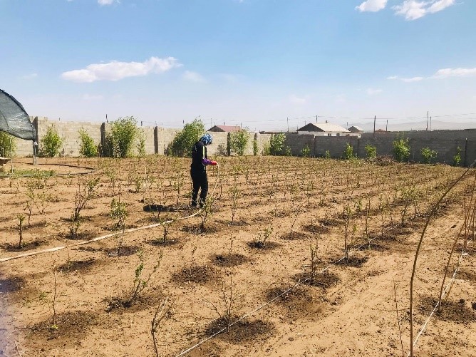 planting_tree